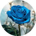 blue rose patiala